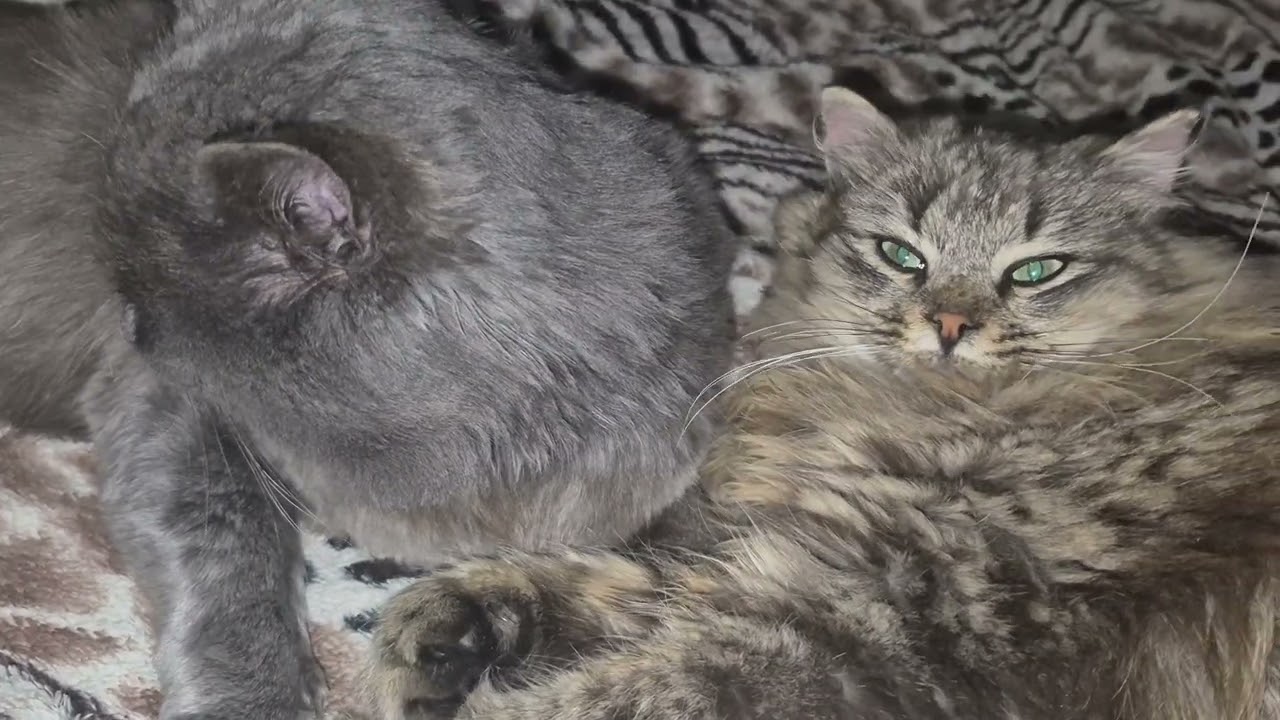 🐈CATS😻FRIENDSHIP🐈#cat #cats #catshorts #catvideos #catlovers #catvideo #catlife #kitten #friendship 