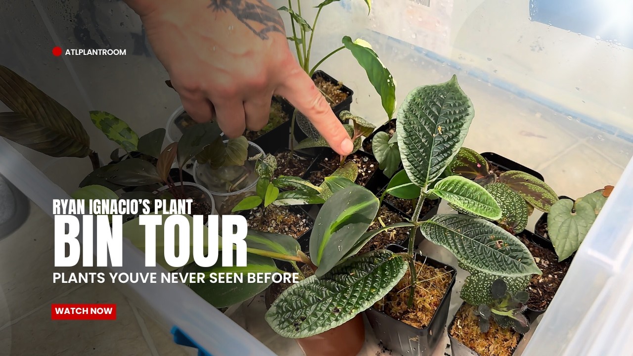 Inside Ryan’s Secret Plant Bins: Rare Species You've Never Heard of!