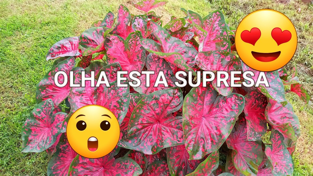 como encontrar plantas abandonadas nas ruas da cidade caladium xanthosoma taioba flores de canarana