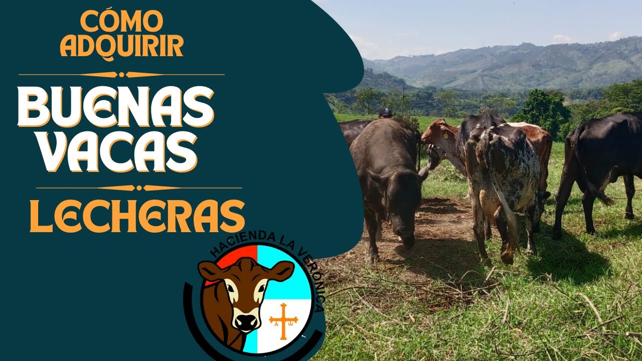 QUE DEBEMOS TENER EN CUENTA PARA ADQUIRIR BUENAS VACAS LECHERAS?..