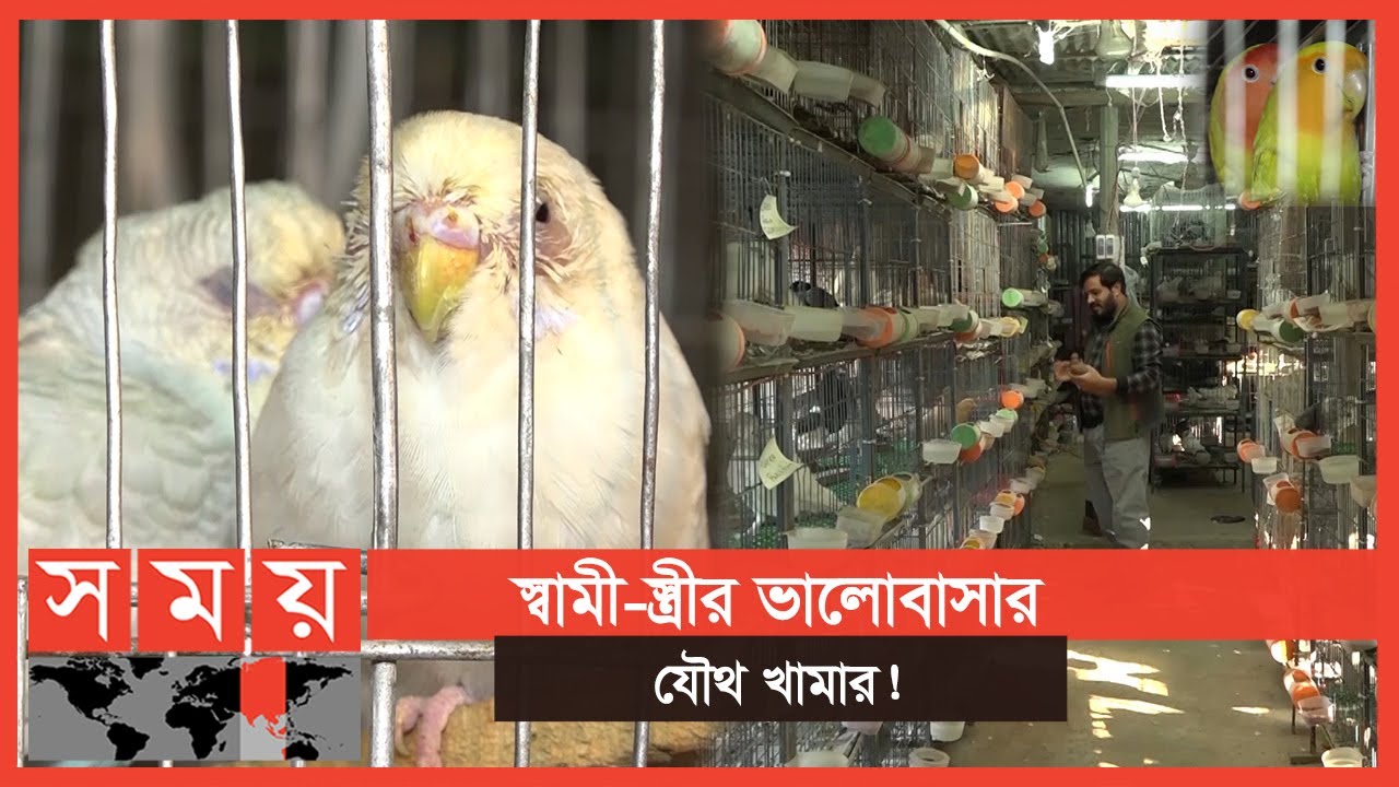 শখ থেকে সাফল্য, ৩ জোড়া থেকে হাজার জোড়া পাখি | Birds farm in bangladesh | Somoy TV