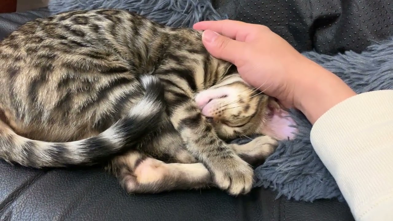 #猫 #cat #作業用 ソファでくつろぐぬこ