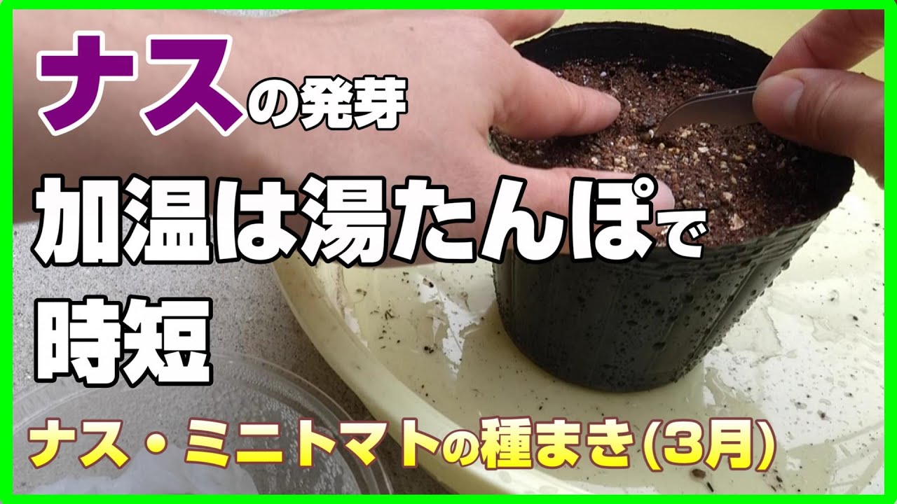 #70 夏野菜ナスとミニトマトの種まき(3月)～ナスは湯たんぽで発芽時短～【ナス／ミニトマト／スナップエンドウ／レタス／イチゴ】【プランター／植木鉢】