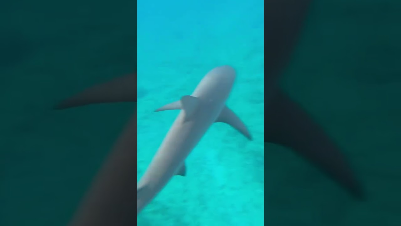 Swimming with Sharks 