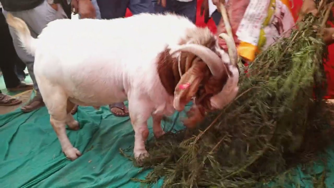Pune Goat Expo 2025 first time in Pune #pune