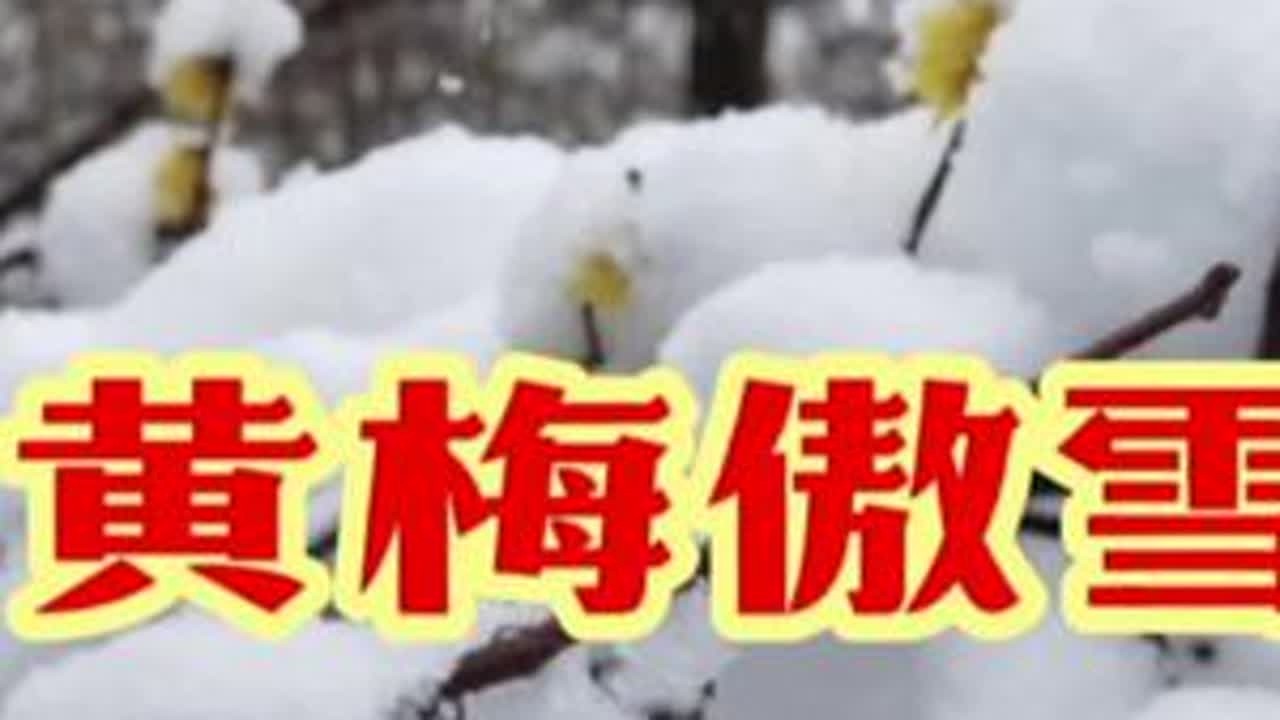 #黄梅 傲雪#雪景 #白雪却嫌春色晚 #喜欢下雪的感觉 #带你看雪 #银装素裹 #家乡雪景