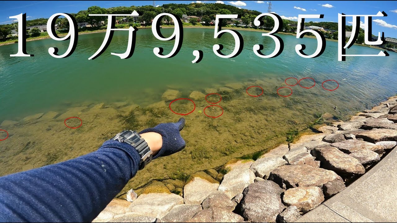 たった1人で”推定19万9,535匹”ものブルーギルを駆除する衝撃映像