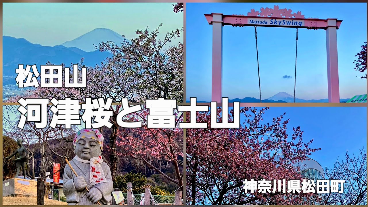 松田山の河津桜と富士山(2026年2月15日)