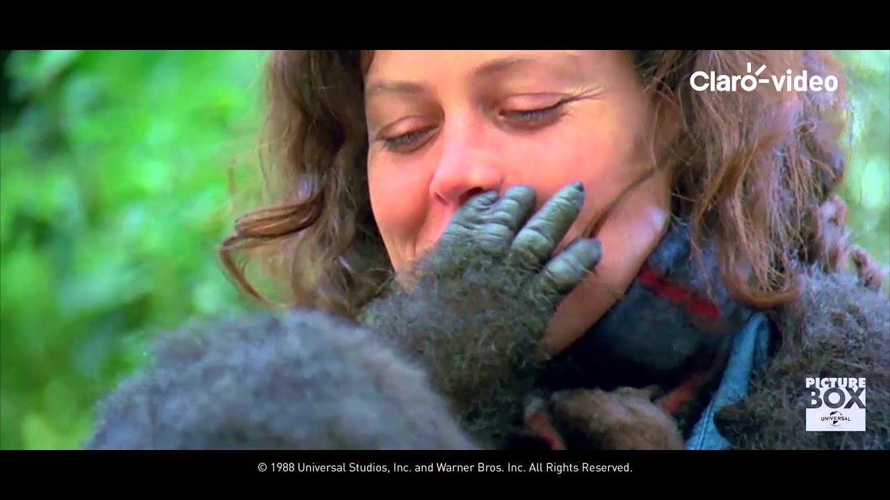 Pel&iacute;cula I Gorilas en la niebla