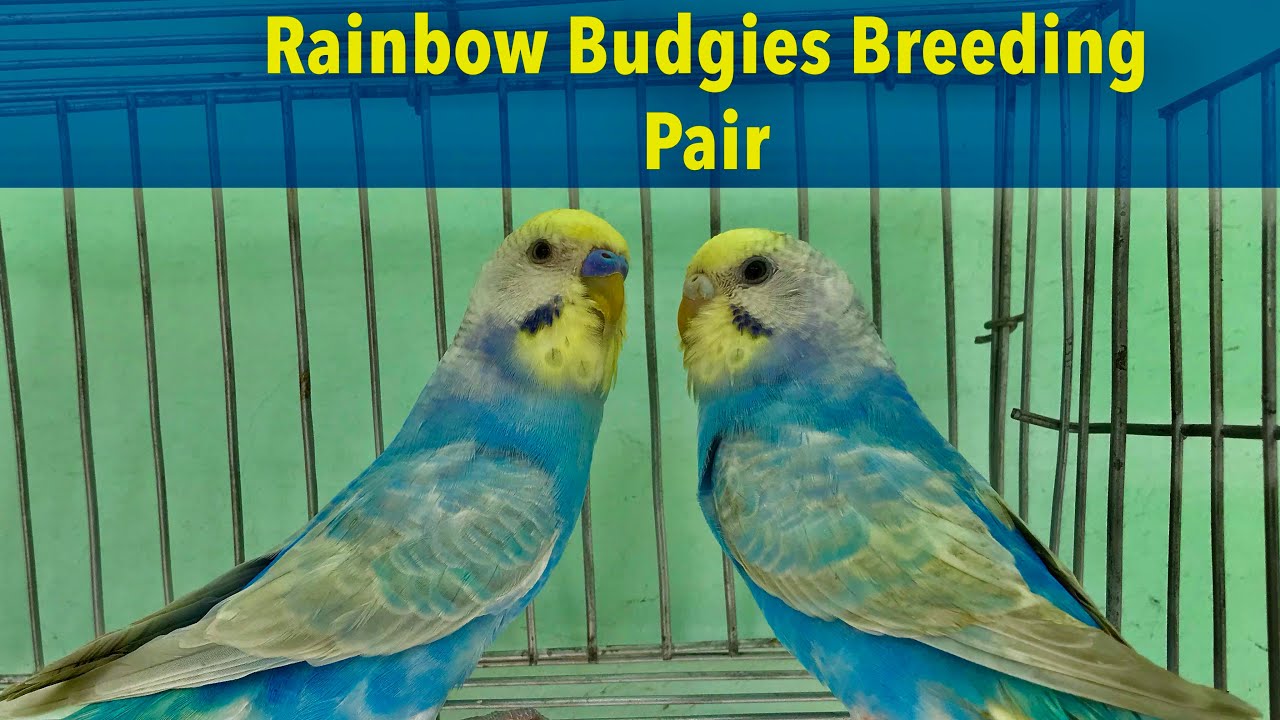 Rainbow Budgies || YF 2 SF GF SF Violet Opaline Clear Wing