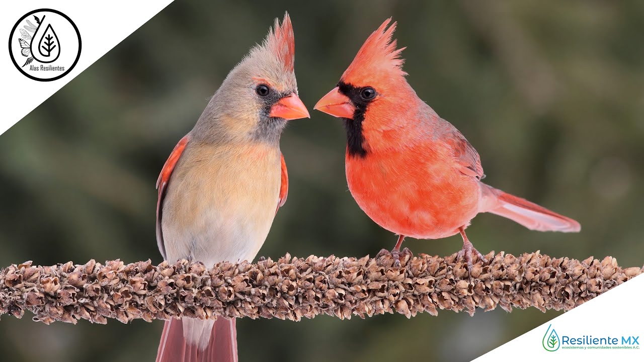 CANTO, VOZ y LLAMADOS  Cardenal Rojo 