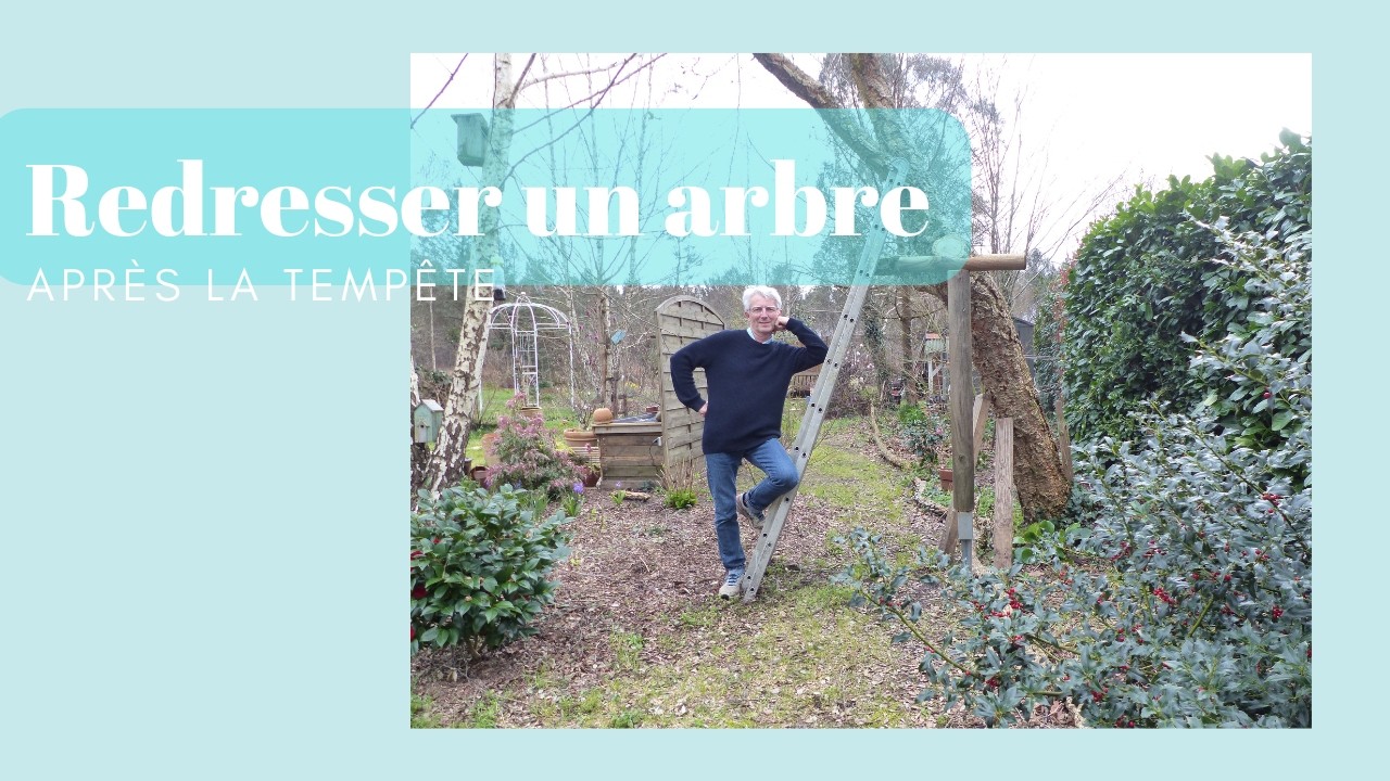 Redresser un arbre tombé après la tempête 🌳 - Monjardindansleslandes