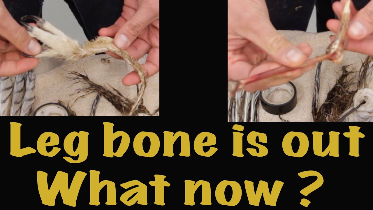 How to wire a leg with No bone in it ?