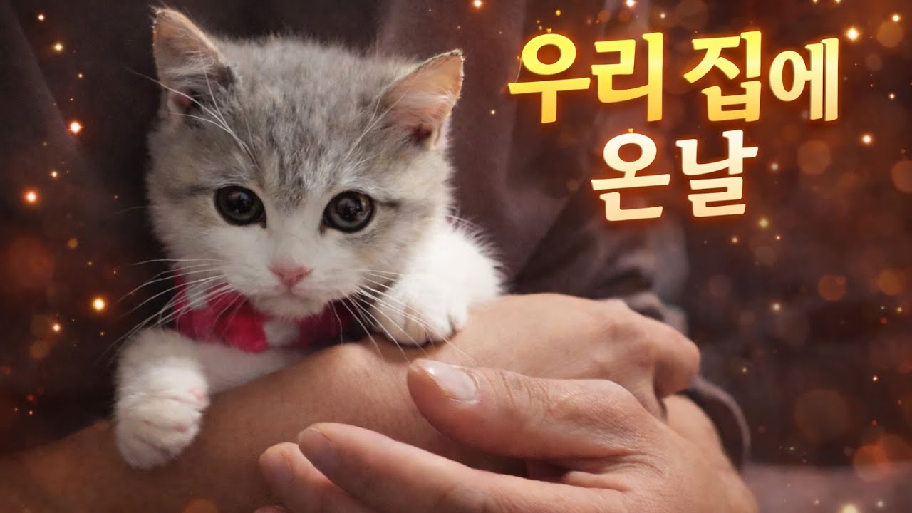 The Day a little Cat Came Home | My Catventure🐾🐈🐾