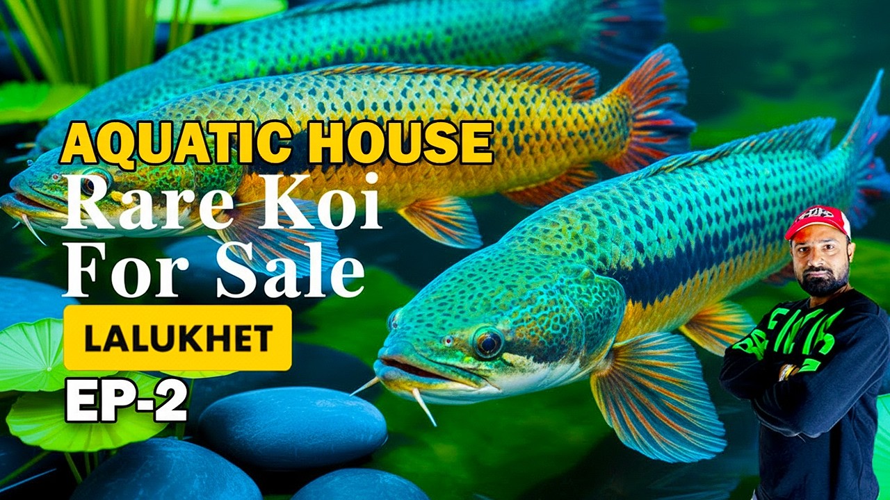 Red Devil Angels & Big Indonesian Koi Price in Karachi 2026 | Aquatic House Lalukhet EP 2