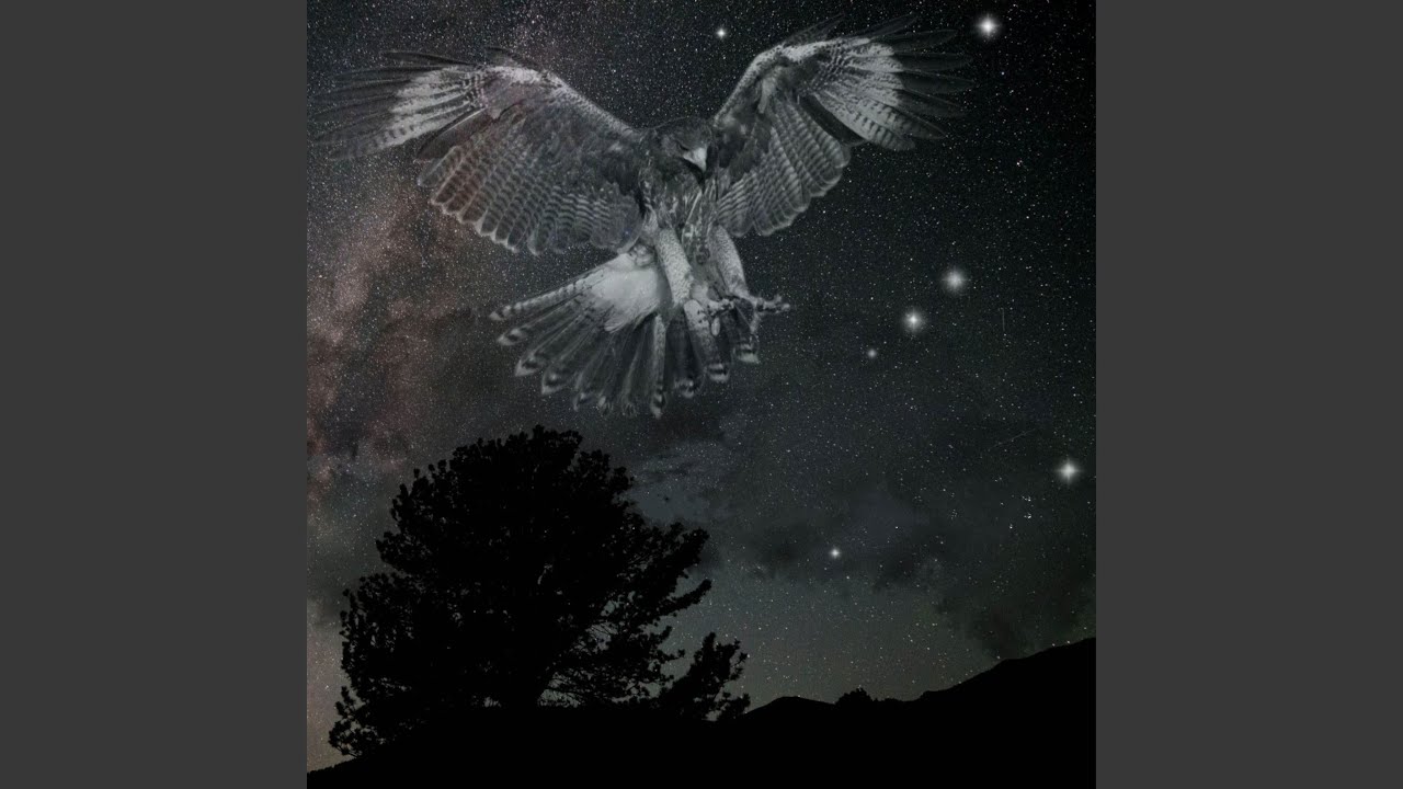 Hawk in the Sky
