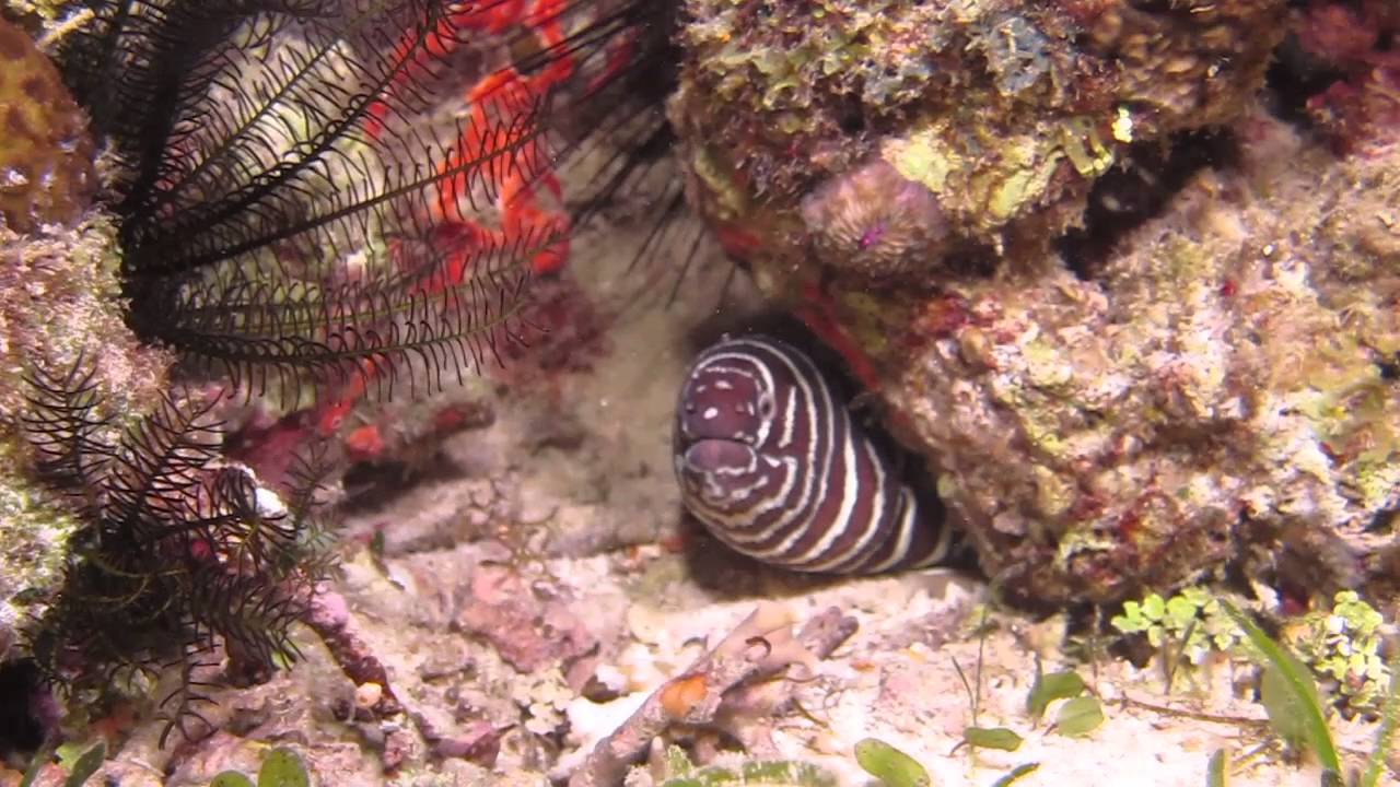 Zebra Moray