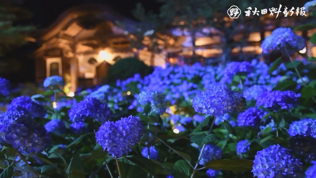 暗闇の中、深み増す青　男鹿のアジサイ寺、夜も人気