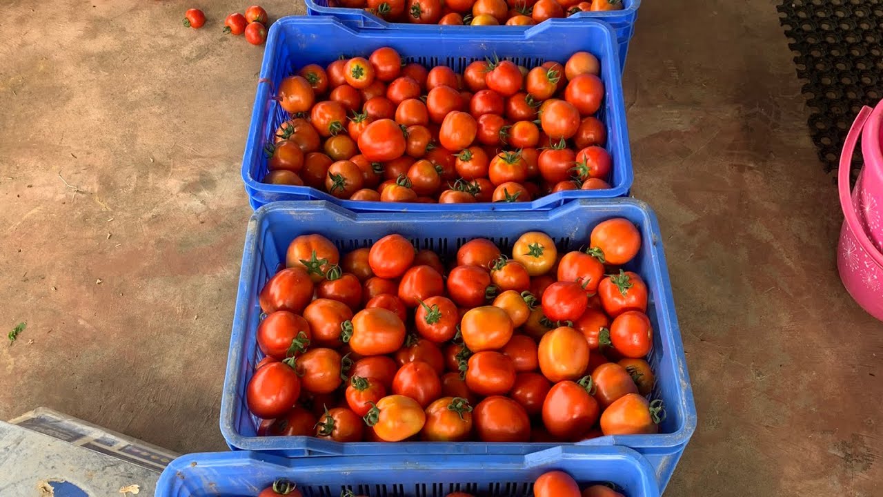 Tomato tiak phun dan🍅 
