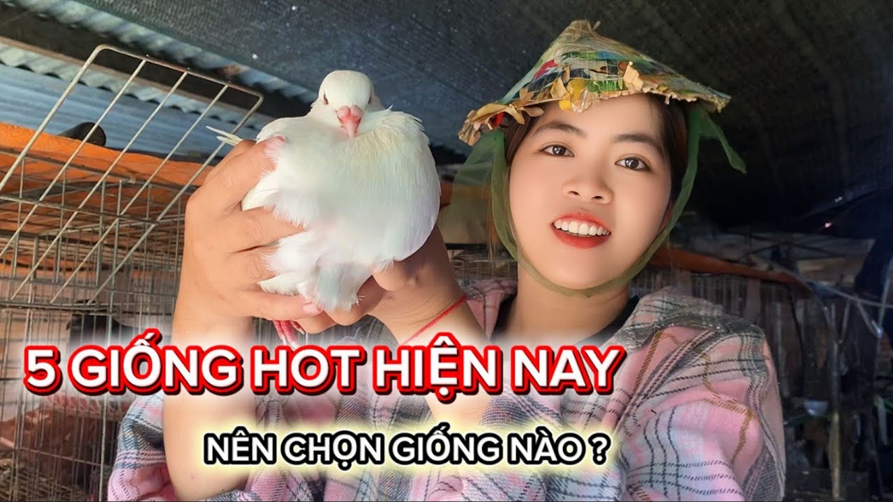 So Sánh 5 Giống Bồ Câu HOT Nhất Hiện Nay – Nên Chọn Giống Nào Để Nuôi ?
