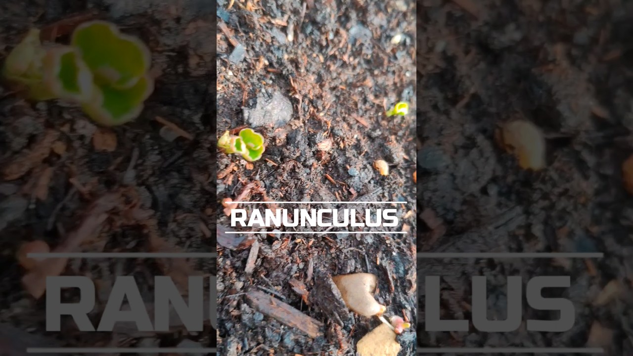 Hai să &icirc;ți arăt cum plantez ranunculus &icirc;n grădină! #gradinarit #ranunculus #gradina