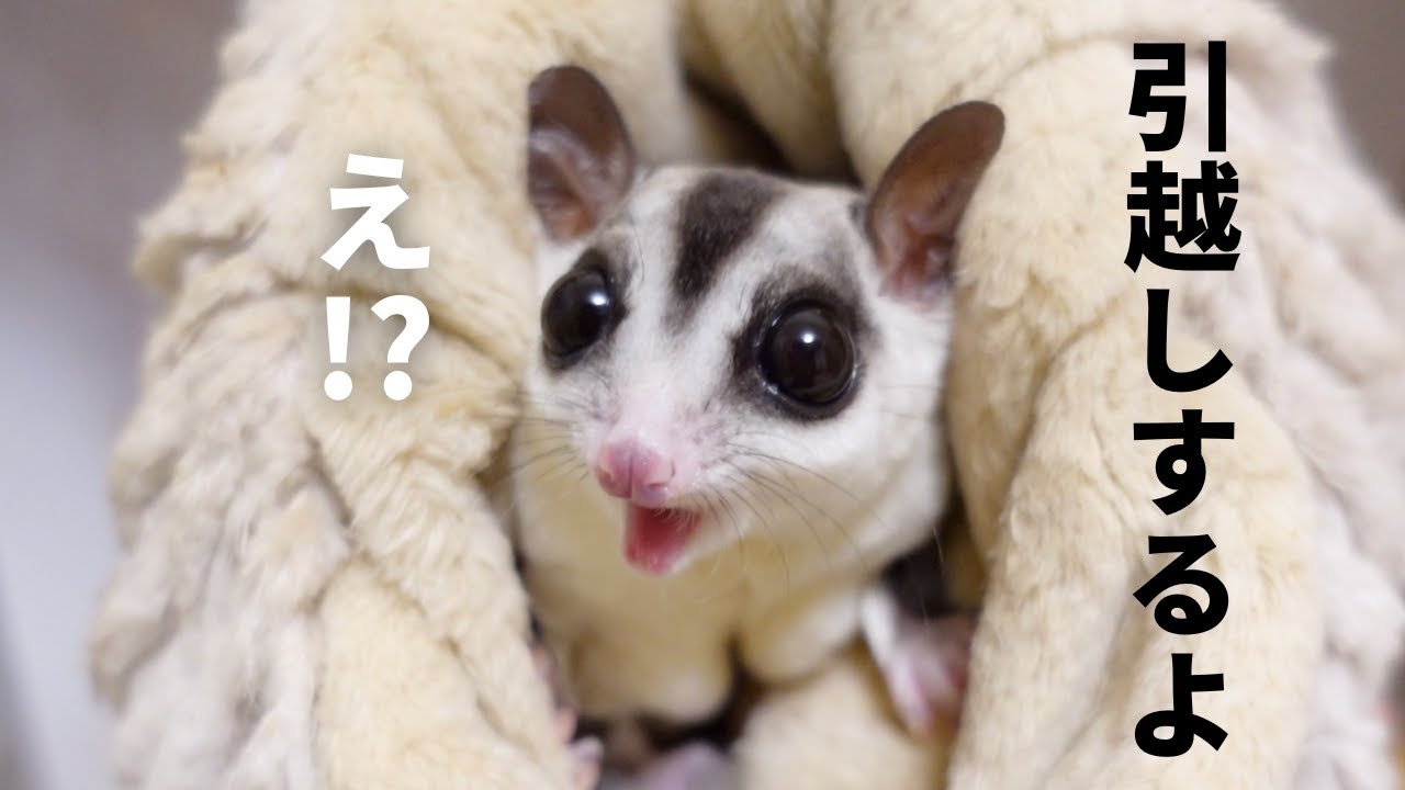 ペットのモモンガたちと新居に引越ししました！！！