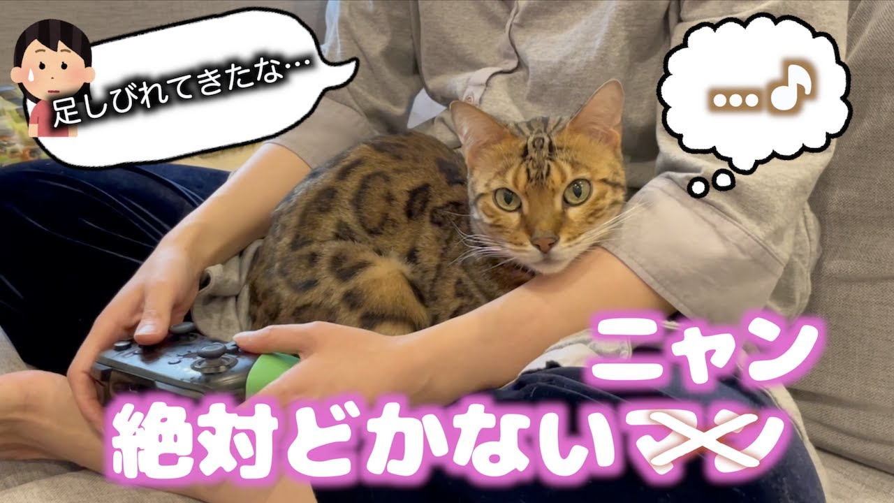 ゲームするから退いてほしい人vs絶対退かない猫