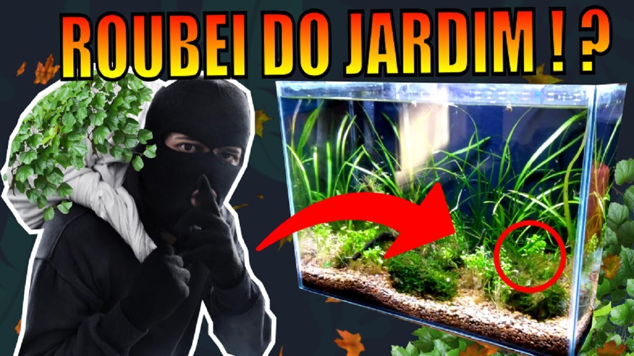 🔴TOP 10: PLANTAS DE JARDIM QUE SERVEM PRA AQUÁRIOS |Mr. Betta|