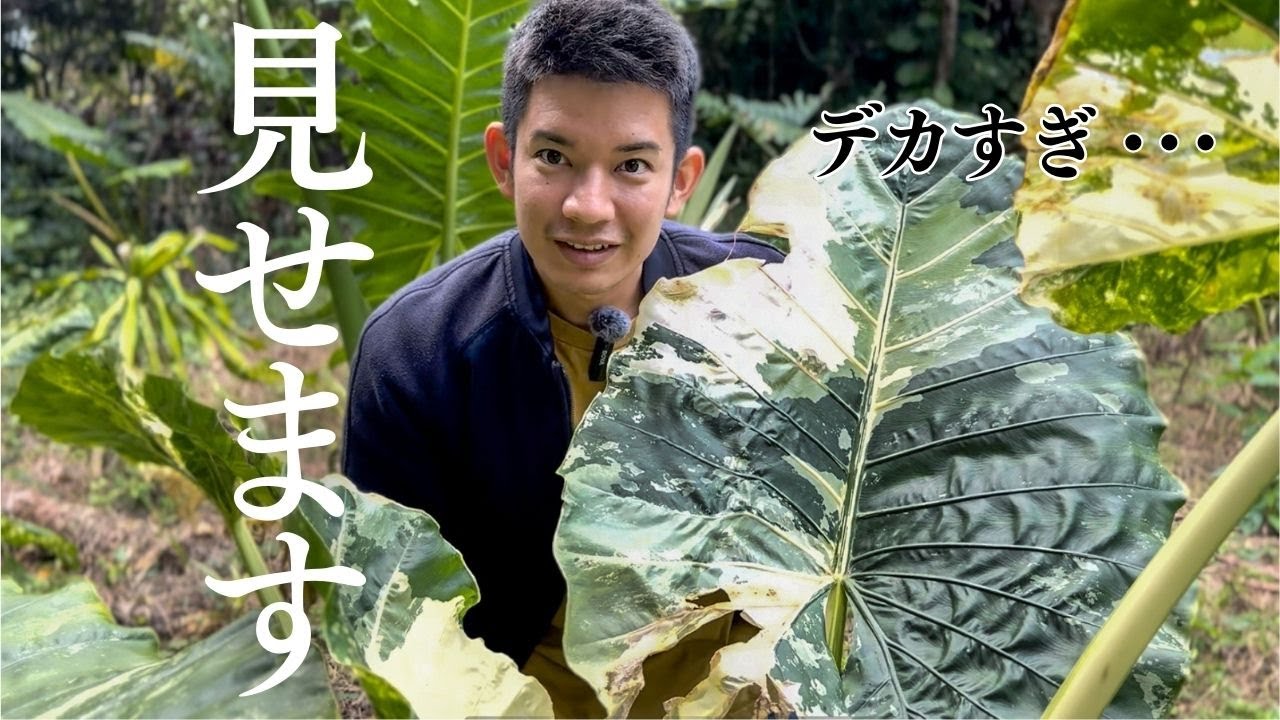 【ありえない大きさ】 巨大化植物１１種類ぜんぶ紹介します。沖縄県ANDES農園
