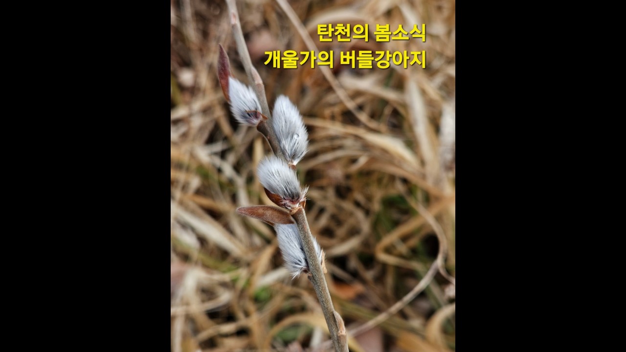 갯버들, 버들강아지 ☆☆☆  봄의 길목에서 버들강아지 꼬깔모자를 쓰고  꼬리를 흔들며 봄소식을 전해준다 !!!  은빛솜털이 반짝이는 봄 !!!