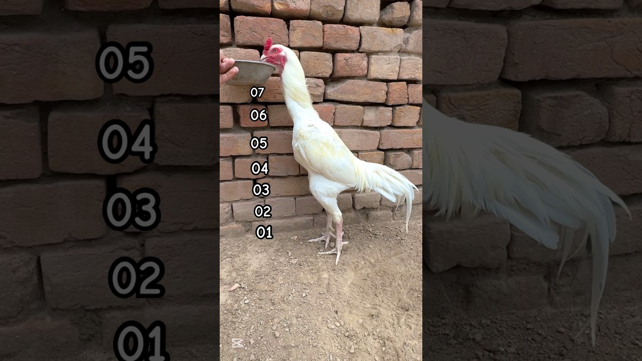 Height of white Aseel is amazing. #youtube #youtubeshorts #viralvideo