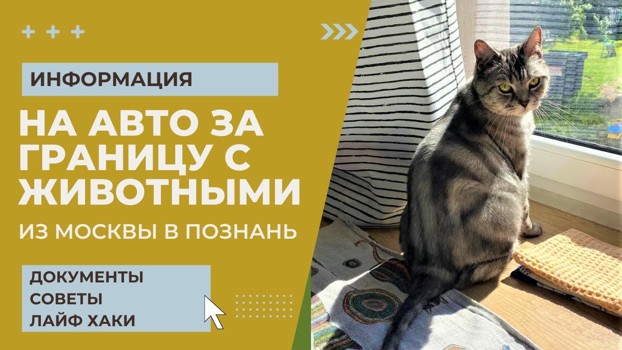 КАК ВЫВЕЗТИ КОТА ЗА ГРАНИЦУ// Правила вывоза животных за границу // Как перевозить кота в машине