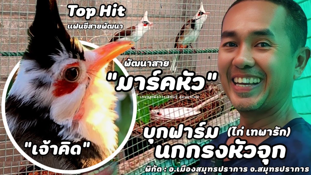บุกฟาร์ม | นกกรงหัวจุกแฟนซี สายพัฒนา(พี่ไก่ เทพารัก) เป็นฟาร์มที่เพาะพันธุ์ พัฒนานกหัวจุกแฟนซีสายหัว