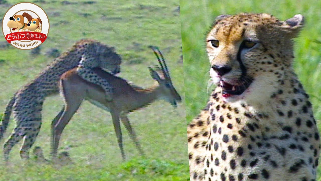 【サバンナの権力闘争】ハイエナ・キリンの脅威の中でチーターがインパラを狩る！その時インパラの群れがチーターを取り囲む！（羽仁進のマザーアフリカ⑪）【どうぶつ奇想天外／WAKUWAKU】