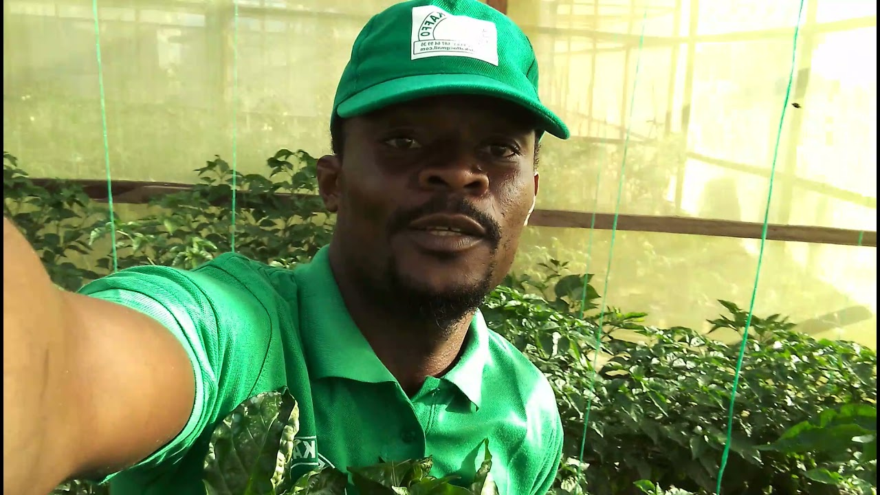 piment sous serre au Cameroun....