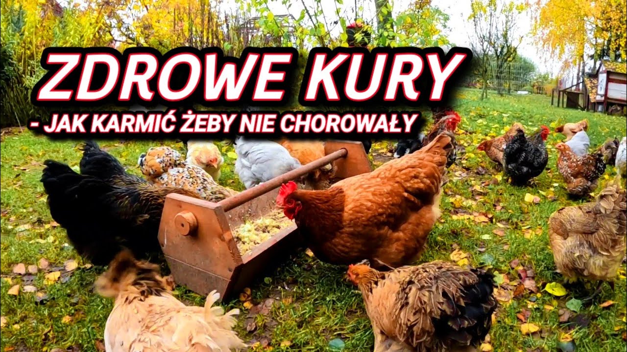 #chicken 🐓🐤🐓 Co zrobić żeby kury były zdrowe - To takie proste...🐓🤷‍♂️🐓