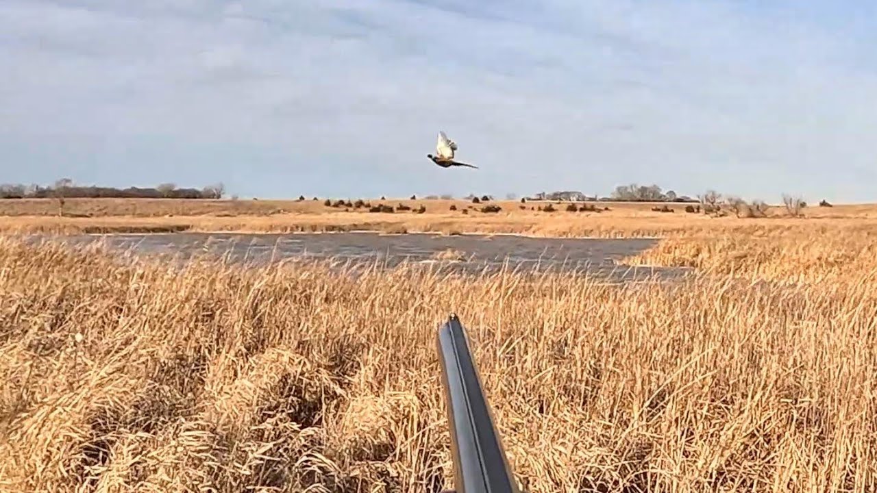 Охота на фазанов в Южной Дакоте 21.12.2025