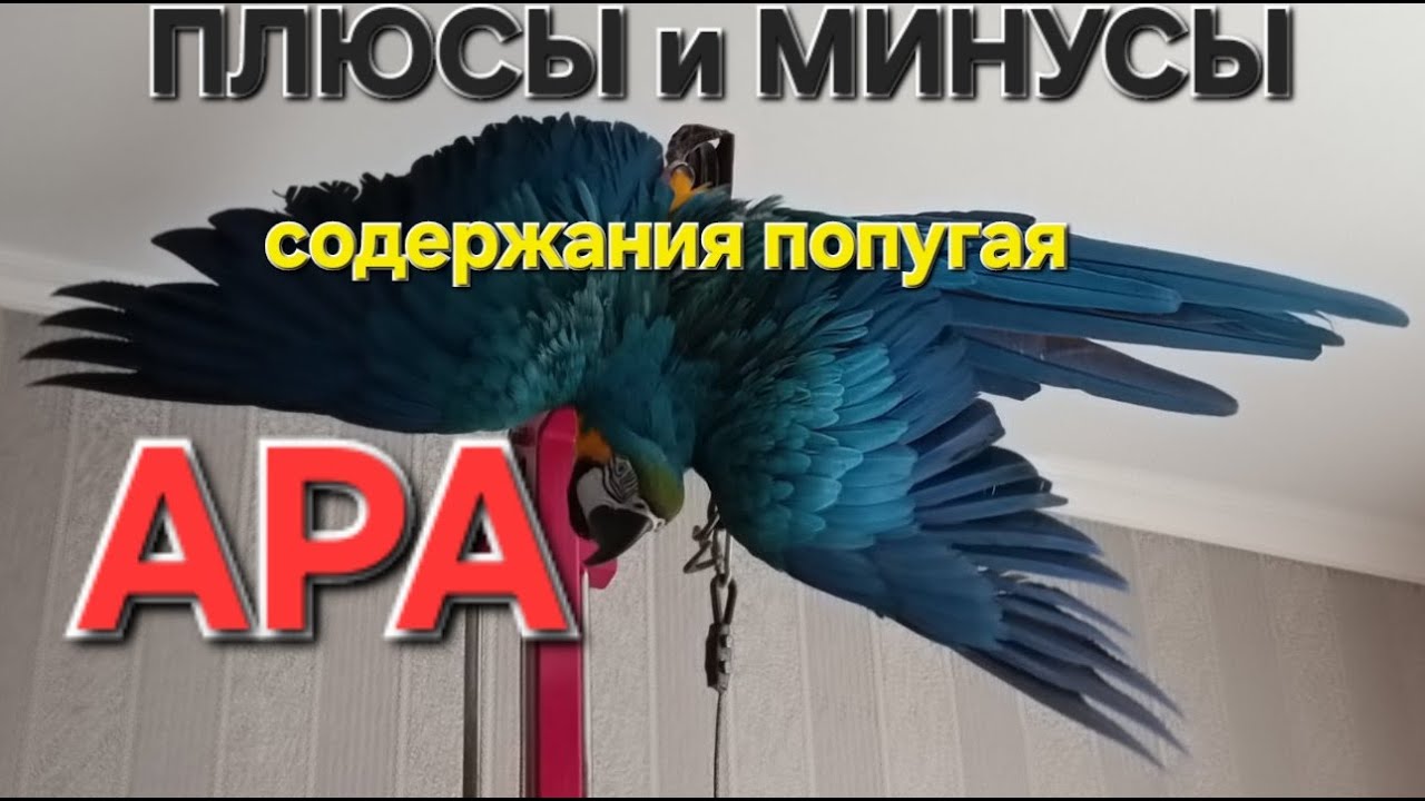 ПЛЮСЫ и МИНУСЫ содержания попугая АРА