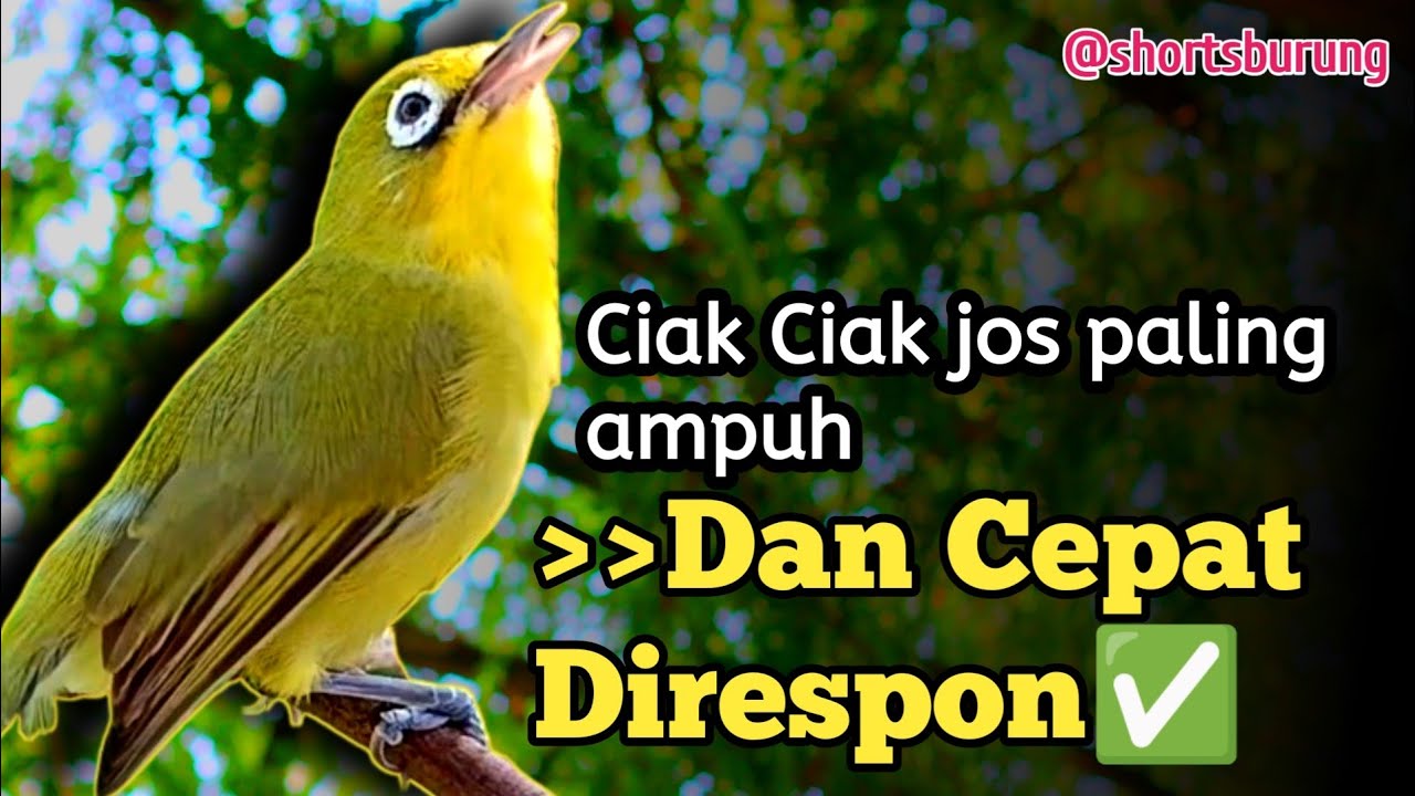 MASTERAN KECIAL KUNING LOMBA SUARA CIAK CIAK JOSS || TERAPI KECIAL KUNING MALAS BUNYI