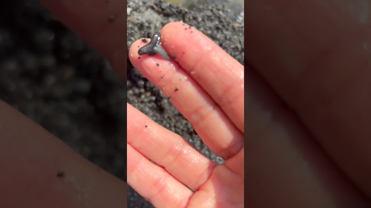 fossil hunting and a fun day with my friends