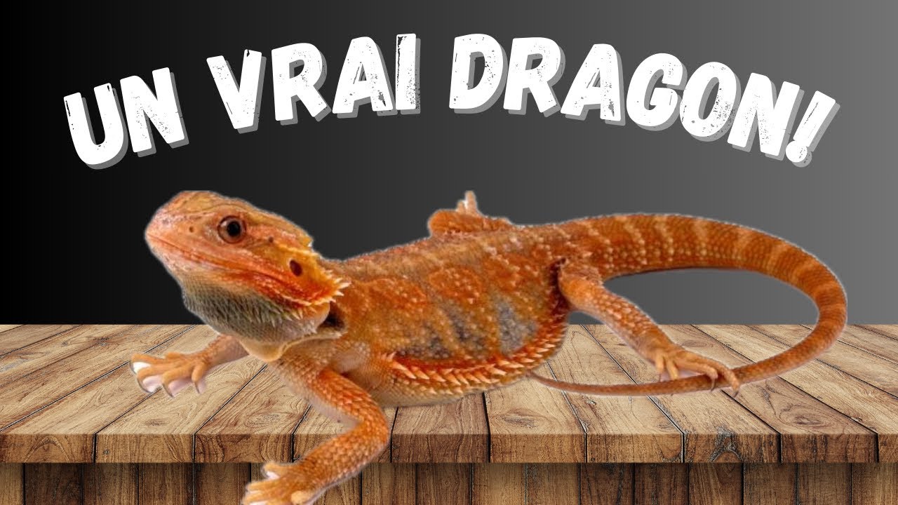 Mon NOUVEAU POGONA!🥰 (un mini dragon🐉)