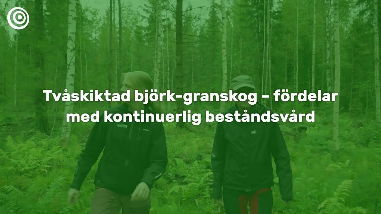 Tvåskiktad björk-granskog – fördelar med kontinuerlig beståndsvård