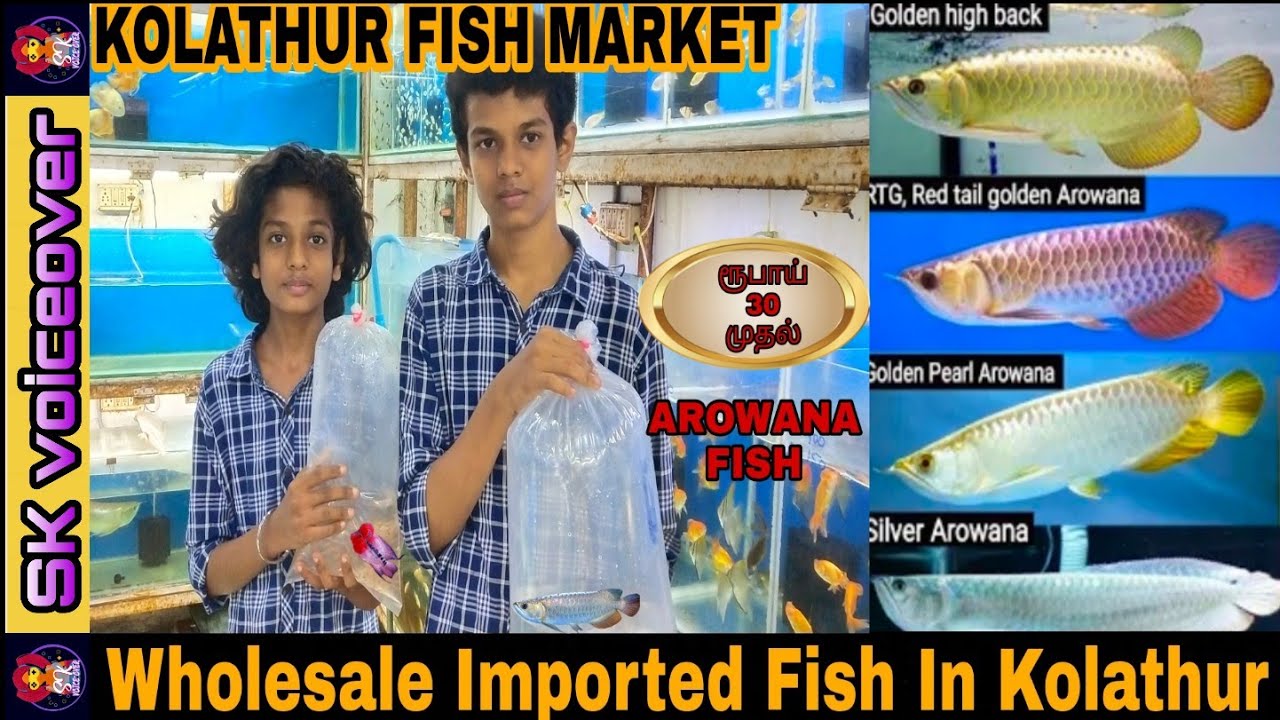 ரூபாய் 30 முதல் Imported fish | Wholesale Price | Delivery available | aqua Farm Visit | explore