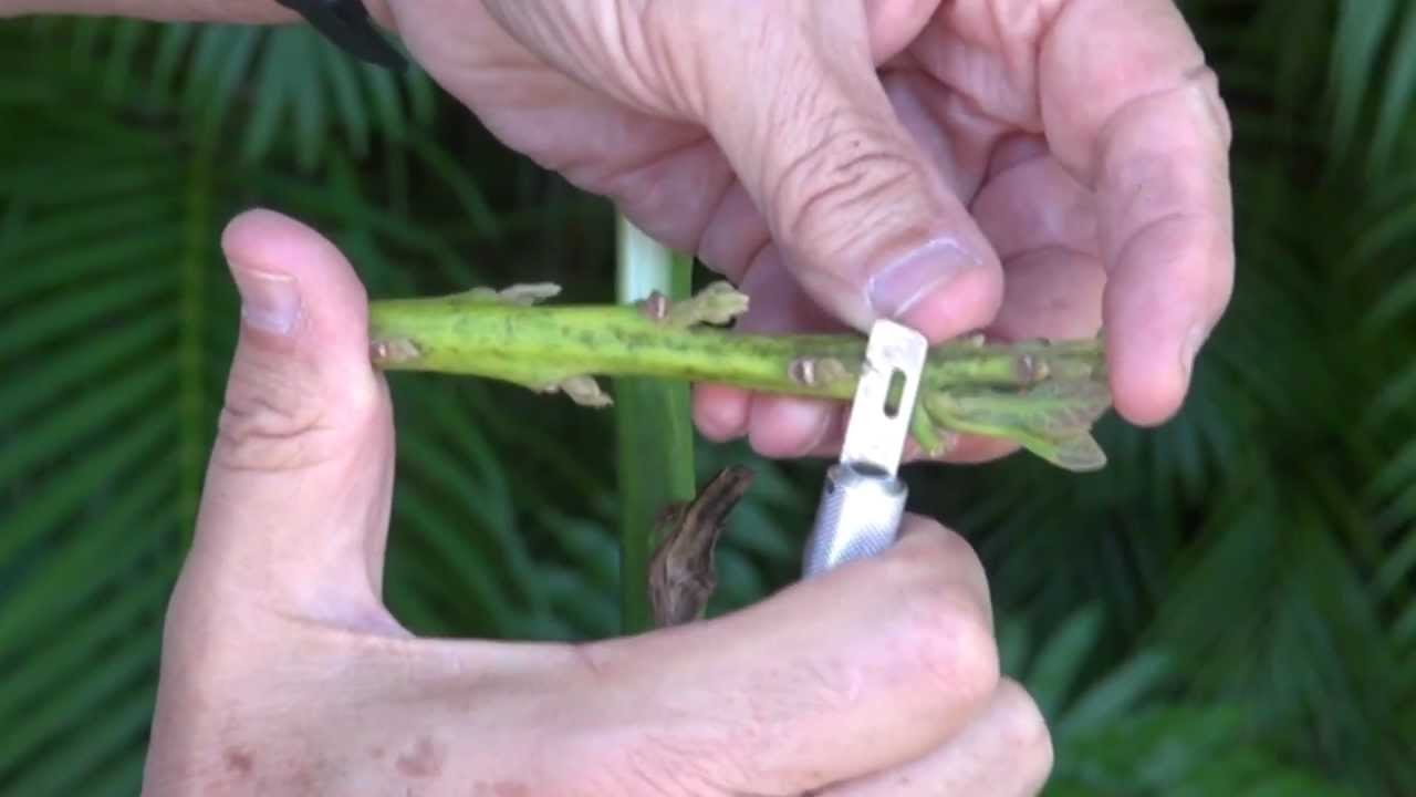 Veneer grafting avocado tree with some complications. Injerto de Aguacate.