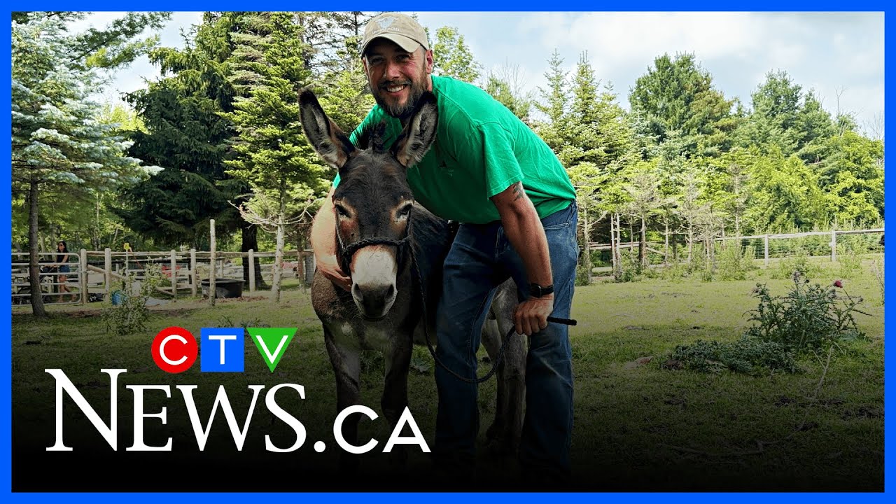 Miniature donkey on a big quest for love