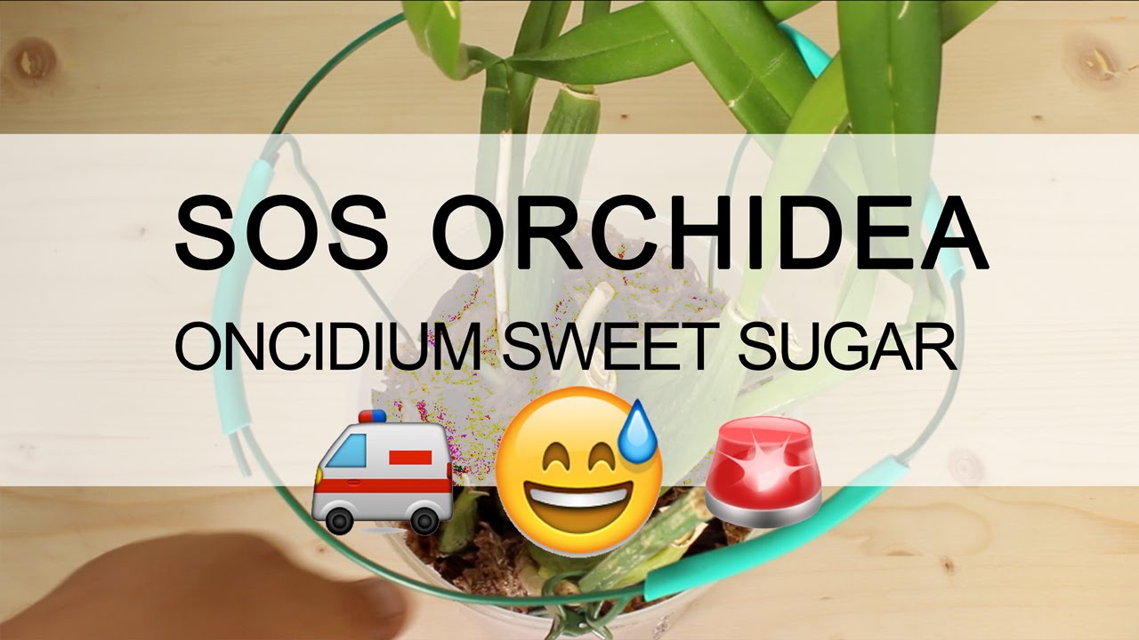 SOS ORCHIDEA - Recupero in sfagno/bark Oncidium Sweet Sugar