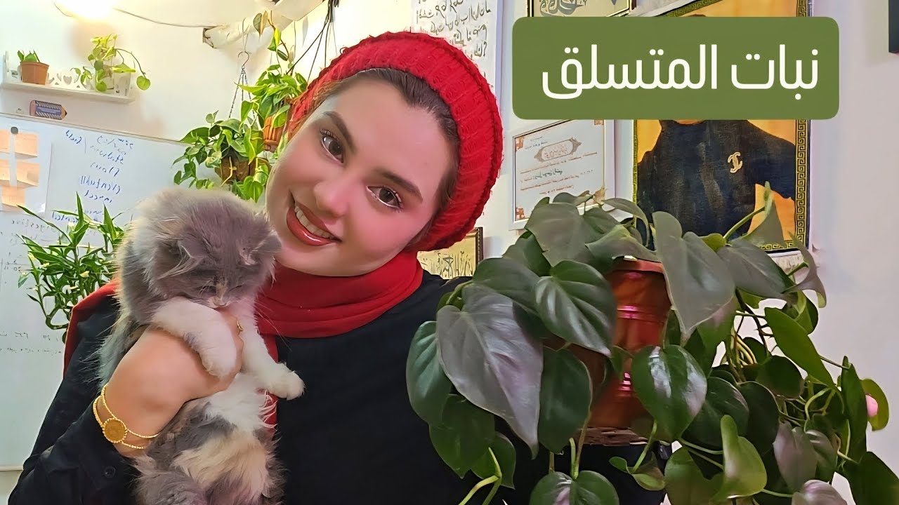 المتسلق فيلو دندرون 