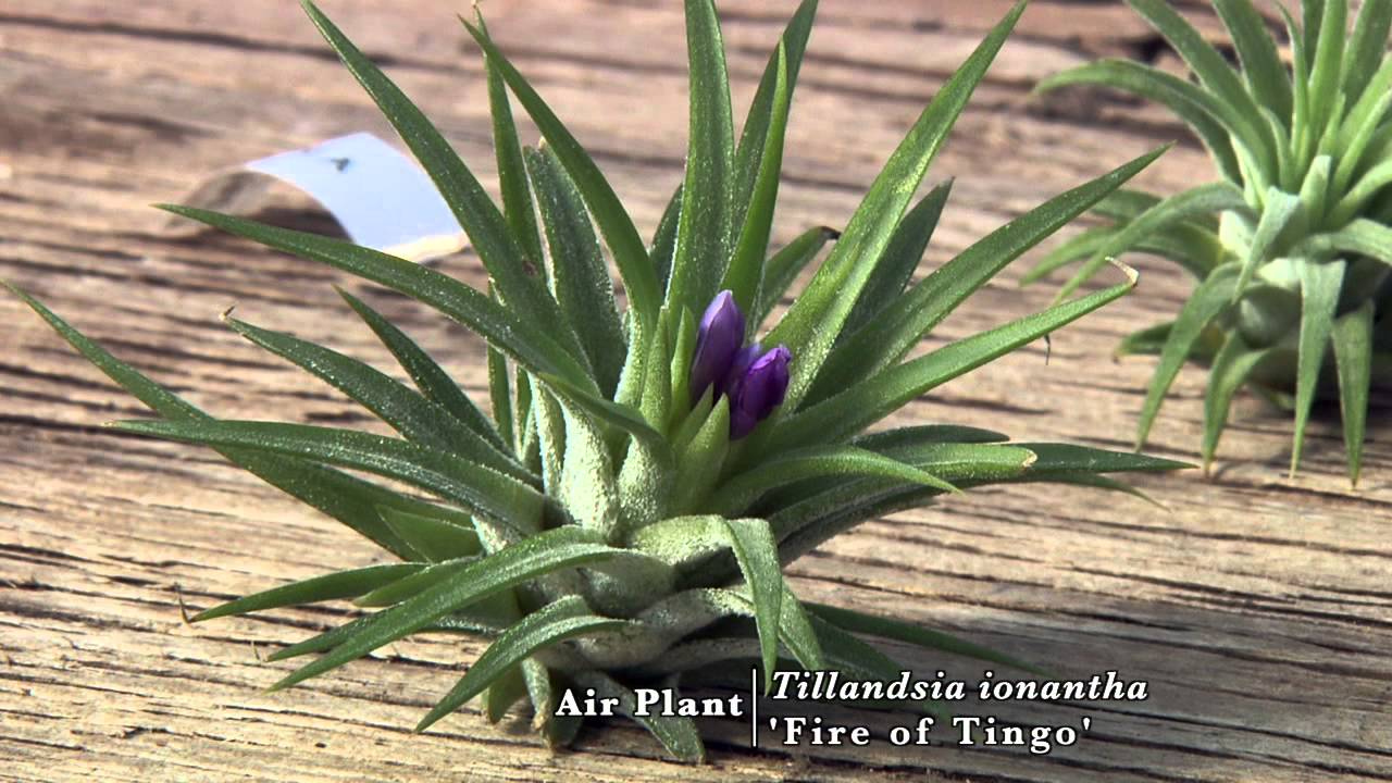 Air Plants: Biology and Diversity