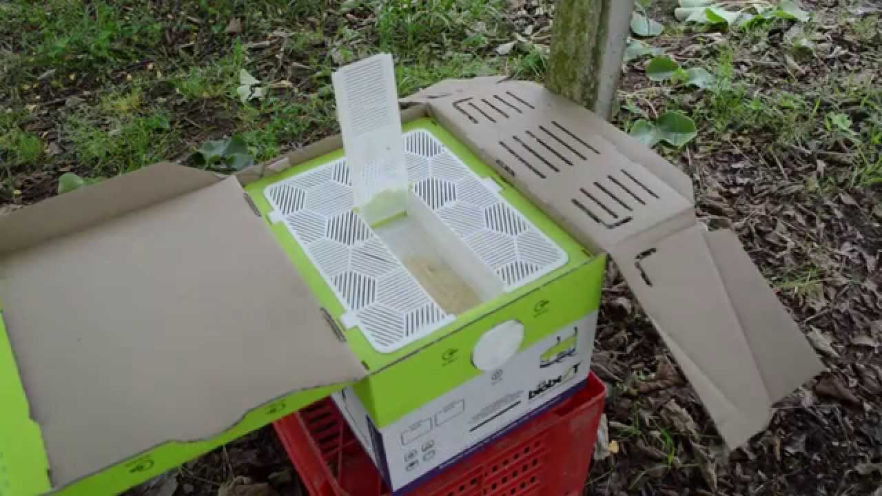Kiwi pollination with Flying Doctors from Biobest