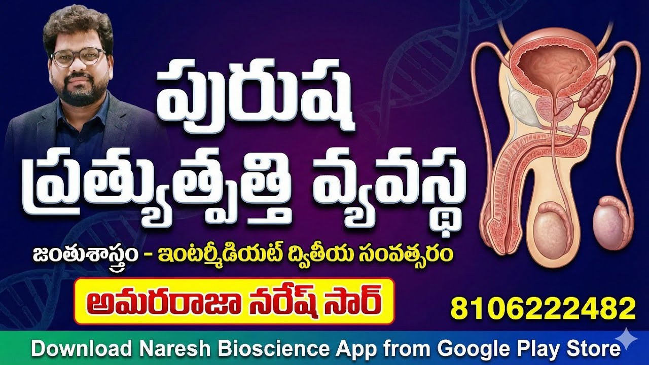 పురుష ప్రత్యుత్పత్తి వ్యవస్థ||జంతుశాస్త్రం|| ఇంటర్మీడియట్ ద్వితీయ సంవత్సరం 